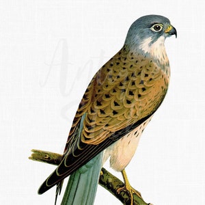 ClipArt di uccelli immagine vintage "Gheppio comune" Download digitale illustrazione per Scrapbooking, collage, inviti, creazione di cartoline...
