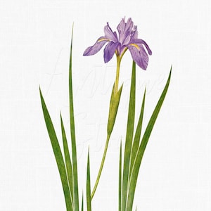 Fichiers PNG Iris Clipart, art botanique en téléchargement numérique « Iris Nepalensis » pour faire-part de mariage, impressions, collages, travaux manuels...