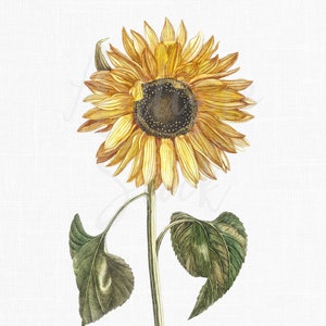 Digitale download botanische illustratie "Zonnebloem" voor knutselen, grafisch ontwerp, collages, kaarten maken, uitnodigingen...