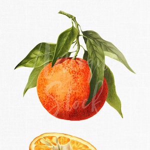 Clementine Vintage Botanical Illustration, Fondo transparente Imprimible Descarga digital "Clementine Fruit" Uso comercial