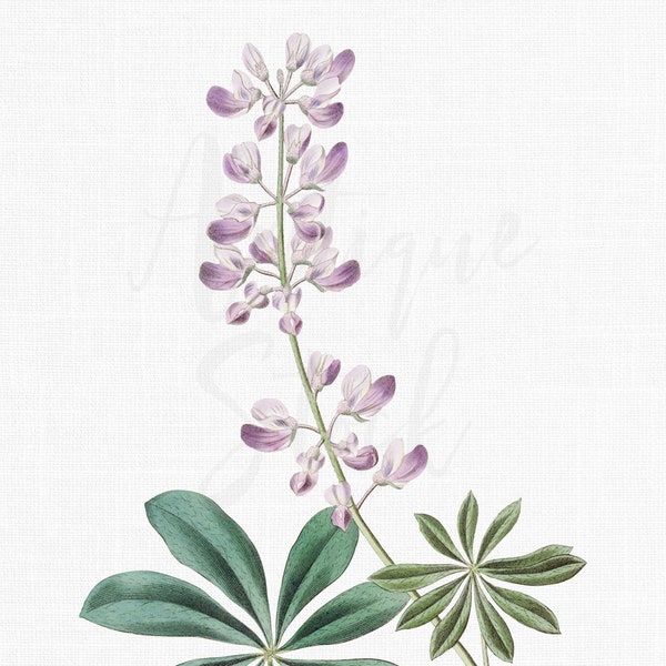 Digital Download Botanical Print "Lilac Longspur Lupine" Vintage PNG & JPG Images for Printing, Invitations, Wall Art, Collages...