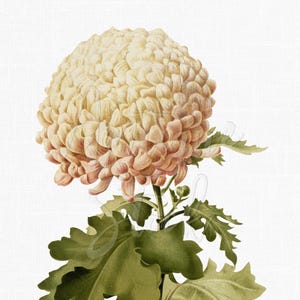Crisantemo a pompon rosa pesca, immagine botanica PNG JPG di Guillot