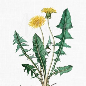 Flowers Clipart « Pissenlit » Botanical Art Digital Download pour les impressions d’art mural, les invitations de mariage, les collages, l’artisanat...
