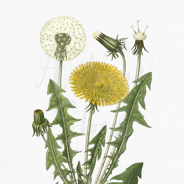 Dandelion Clipart Image "Cankerwort" Botanical Illustration Digital Download for Wall Art Prints, Invitations, Collages, Crafts...