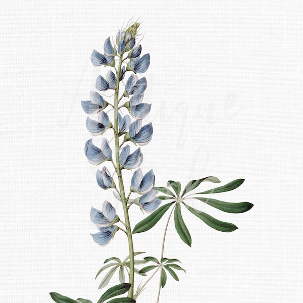 Fleurs Clipart « Lupin mexicain » Illustration botanique PNG + JPG Fichiers téléchargeables pour les invitations de mariage, impressions, collages...