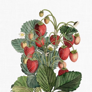Fraise des bois Clipart illustration botanique vintage PNG JPG Transparent Image imprimable pour travaux manuels, art mural, décoration