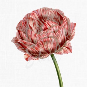 Flower Clipart "Garden Tulip" Instant Download Image for Sublimation, Wall Art, Collages, Paper Crafts, Cards, Invites...