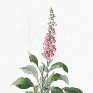 Botanique imprimable « Common Foxglove » Fond transparent Fleurs roses Illustration pour Scrapbook, Invitations, Collages, Wall Art...