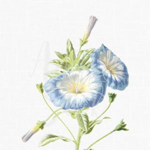 Imágenes prediseñadas de gloria de la mañana, ilustración botánica vintage, PNG JPG, flor tricolor Convolvulus, descarga