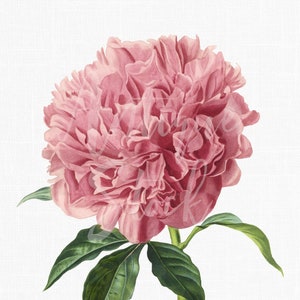 12x16 Botanical Illustration "Modeste Guerin Peony" Flower Printable PNG + JPG Images for Crafts, Wall Art Prints, Collages...