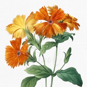 Orange Flower Botanical Illustration &quot;Orange Sherbet&quot; Printable Art Download Image for Invitations, Scrapbook, Prints, Collages, Crafts...