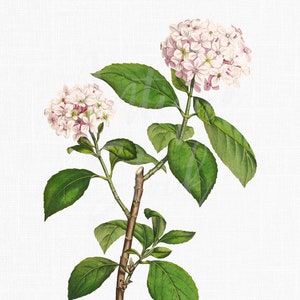 アジサイのクリップアート「オルテンシア」花の画像、印刷可能、デジタルダウンロード、招待状、コラージュ用の植物イラスト...