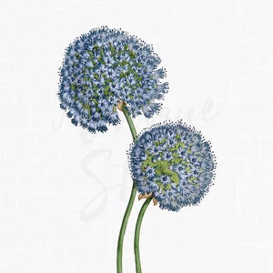Ilustração botânica vintage "Alho de flor azul" Imagens PNG/JPG para download digital para colagens, impressões, convites, artesanato...