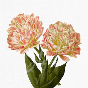 Flower Printable Image &quot;Double Tulip Raphael&quot; Digital Download Botany Art for Prints, Scrapbook, Collages, Crafts...