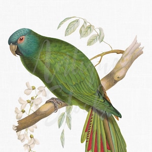 16x20 Printable Bird Art &quot;Blue-crowned Parakeet&quot; Instant Download Files for Wall Decor, Sublimation, Wallpaper Design...
