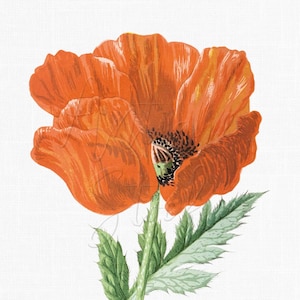 Image vintage de pavot PNG + JPG, illustration botanique peinte à la main, téléchargement numérique pour art mural, faire-part de mariage, travaux manuels...