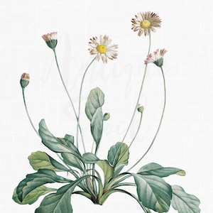 Herb Decor, Plant Clipart « Marguerites » Illustration botanique Téléchargement numérique pour les impressions d’art mural, les invitations, les collages, l’artisanat...