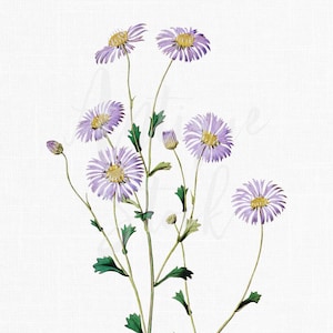 "Pflanzen Dekor, Pflanze ""Lila Burr-Gänseblümchen"" Botanische Illustration, digitaler Download für Collagen, Wanddeko, Kunst, Basteln, Malen, basteln"