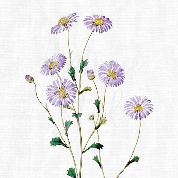 Herb Decor, Plant Clipart "Purple Burr-daisy" Botanical Illustration Digital Download for Wall Art Prints, Invitations, Collages, Crafts...