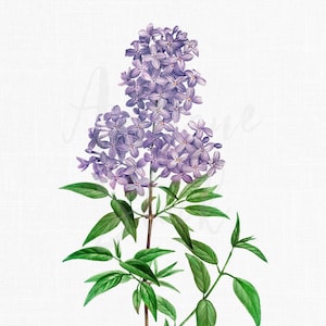 Ilustración botánica de flor "Lila persa morada". Descarga instantánea para invitaciones, manualidades, collages y decoración mural.
