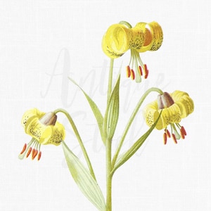 Clipart fleur de lys vintage, illustration botanique antique en PNG avec un arrière-plan transparent et JPG, art floral pour l'artisanat et la conception