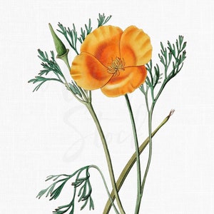 Mohnblumen Clipart "