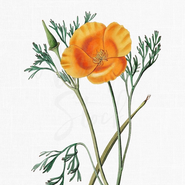 Poppy Flower Clipart "California Poppy" Vintage Botanical Print, Digital Download Illustration for Collages, Wall Art Prints, Invitations...