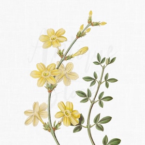 Digital Jasmine Flowers Image &quot;Winter Jasmine&quot; Instant Download for DIY Crafts, Graphic Design, Collages, Card Making, Invites...