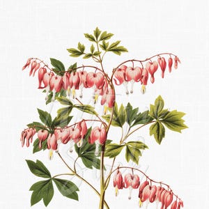 May include: Botanical illustration of a bleeding heart plant. The image features a detailed drawing of the plant with pink heart-shaped flowers, green leaves, and a light background. The artwork is a vintage style botanical print.