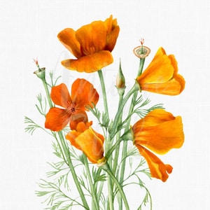Blumen Clipart "Golden Poppy" Digitaler Download Botanische Illustration für Sublimation, Einladungen, Collagen, Decoupage...