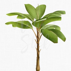 Illustration botanique, Palm Tree Clip Art, Image imprimable « Stilt Palm » PNG et JPG pour la décoration murale, l’impression, l’artisanat, les collages...