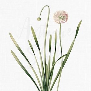Illustration botanique d’oignon sauvage « Ciboulette de Sibérie » PNG + JPG Images Téléchargement numérique pour collages, impressions, invitations, artisanat...