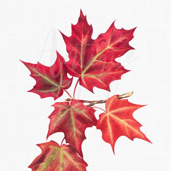 16x20 Red Maple Botanical Illustration "Red Acer" Foliage Clipart Digital Download for Prints, Collages, Graphic Design...