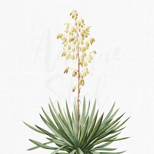 "Antikes Bild ""Prachtvolle Yucca"" botanische Illustration für Collage, Wanddeko, Geschenke, Basteln"