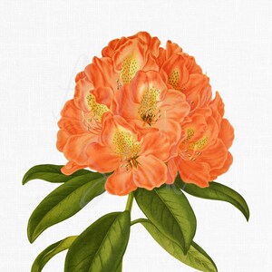 Flower Clipart Rhododendron &quot;Kate Waterer&quot; Instant Download Botanical Image for Invitations, Cards, Crafts, Collages, Wall Art...