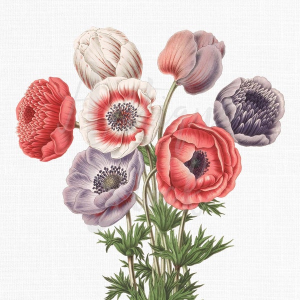 Flower Clip Art "Anemone Coronaria" Digital Download Botanical Illustration Art Image for Invitations, Crafts, Collages, Wall Art...