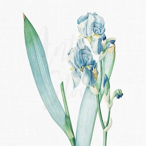 花のクリップアート「ダルメシアン アイリス」植物イラスト デジタル ダウンロード、スクラップブック、壁の装飾、コラージュ、DIY プロジェクトなどに...