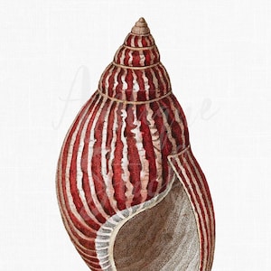 Seashell Clip Art, Printable Vintage Shell Art, Digital Download Image "Chondrus Zebrulus" for Scrapbook, Decoupage...