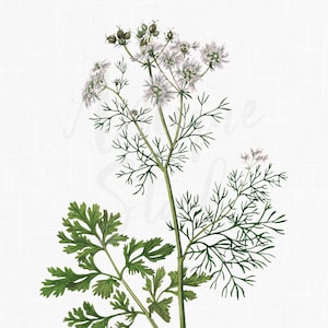 Kruidenprint digitale download, afdrukbare botanische illustratie "koriander" png + jpg voor wanddecoratie, drukwerk, ambachten, collages...