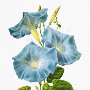 May include: A cluster of three blue morning glory flowers with green leaves. The flowers have white centers and are in full bloom.