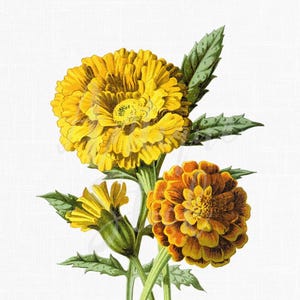 Vintage illustration de souci africain PNG / JPG, téléchargement d'art botanique Tagetes Erecta, clipart fleur de souci aztèque
