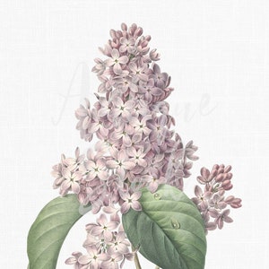 Imagen PNG de flor antigua "Lila común", dibujo de arte botánico para manualidades, decoración de paredes, collage, regalos...