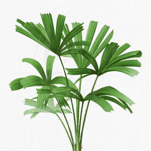 Botanical Illustration, Palm Tree Clipart, Printable Image "Mangrove Fan Palm" PNG and JPG for Wall Decor, Printing, Crafts, Collages...
