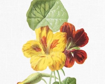 Tropaeolum Nasturtium Botanical Printable, Antique Floral Illustration PNG and JPG, Instant Wall Art, Scrapbooking, Collage, Junk Journal