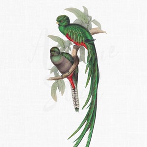 Acuarela PNG "Quetzales Resplandecientes" Descarga digital imprimible para sublimación, tarjetas, álbumes de recortes, proyectos de bricolaje...