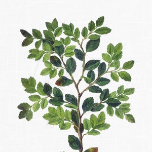 May include: Watercolor illustration of a leafy branch with green leaves and a brown stem. The leaves vary in shades of green, with some showing hints of brown. The artwork is set against a white background.