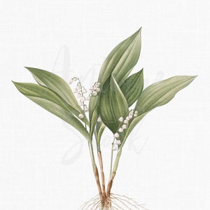 Illustration botanique, Lily of the Valley Clipart « May Bells » Images PNG et JPG imprimables pour la décoration murale, l’impression, l’artisanat, les collages...
