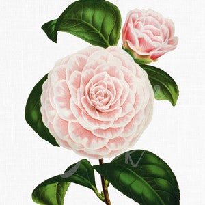 Pink Flower Clipart "Camellia Bicolore" PNG & JPG Botanical Illustrations for Invitations, Collages, Wall Art...