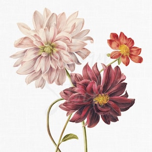 Botanische illustratie "dahlia's" bloem clipart, digitale download afbeelding voor plakboek, papier ambachtelijke, huwelijksuitnodigingen...