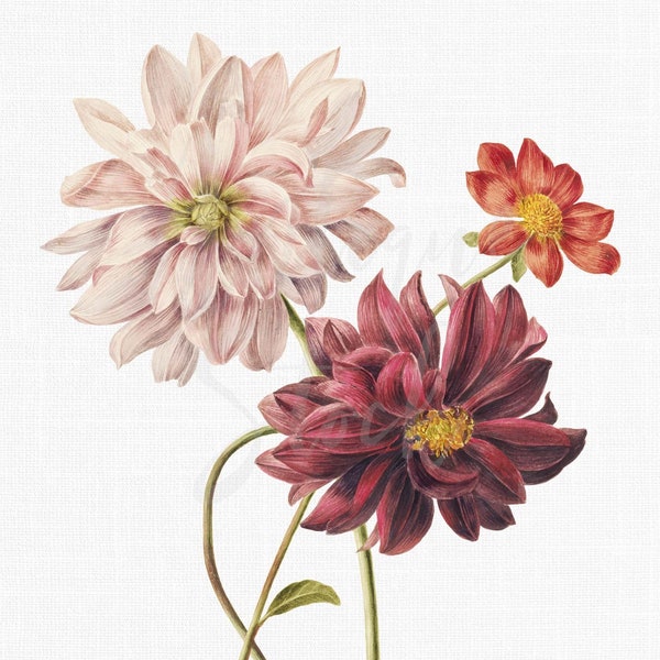 Botanical Illustration "Dahlias" Flower Clipart, Digital Download Image for Scrapbook, Paper Craft, Wedding Invitations...